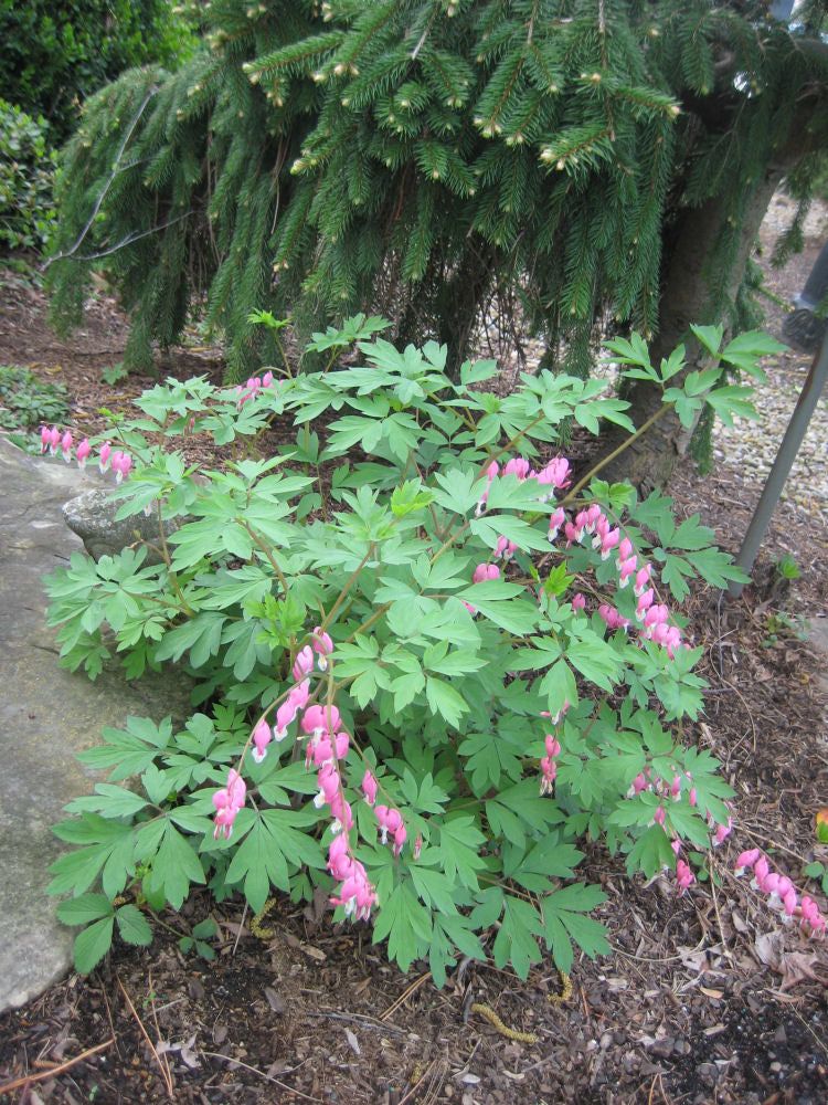 dicentra spectablis.jpg