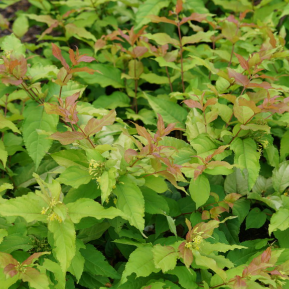 diervilla kodiak fresh.png
