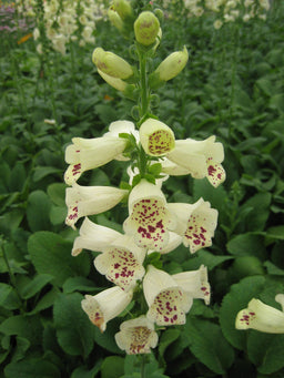 digitalis camelot cream.jpg