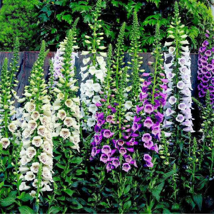 digitalis camelot lavender.jpg