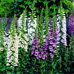 digitalis camelot lavender.jpg