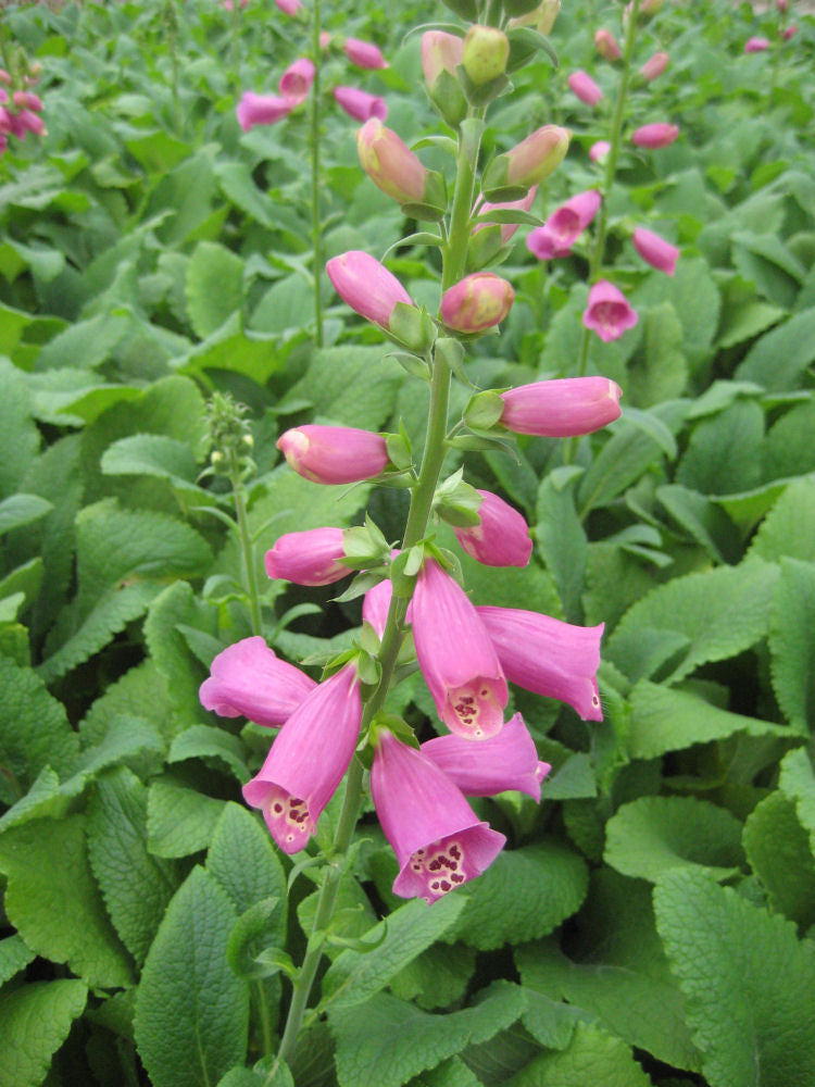 digitalis camelot rose b.jpg