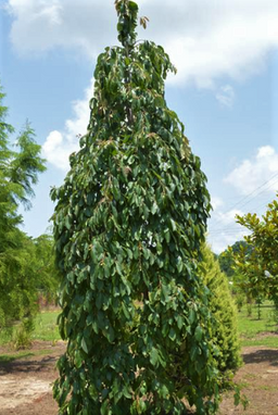 diospyros_magic_fountain.png