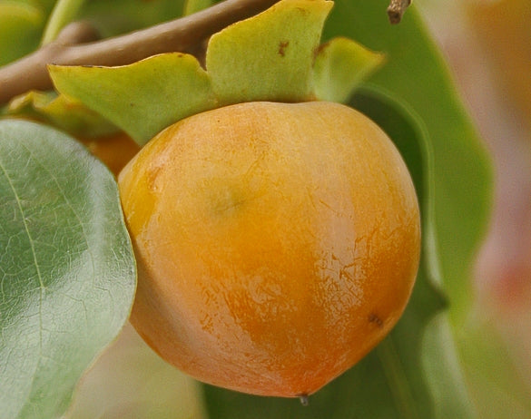 diospyros virginiana.jpg