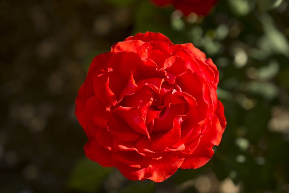 double-10 rose.jpg