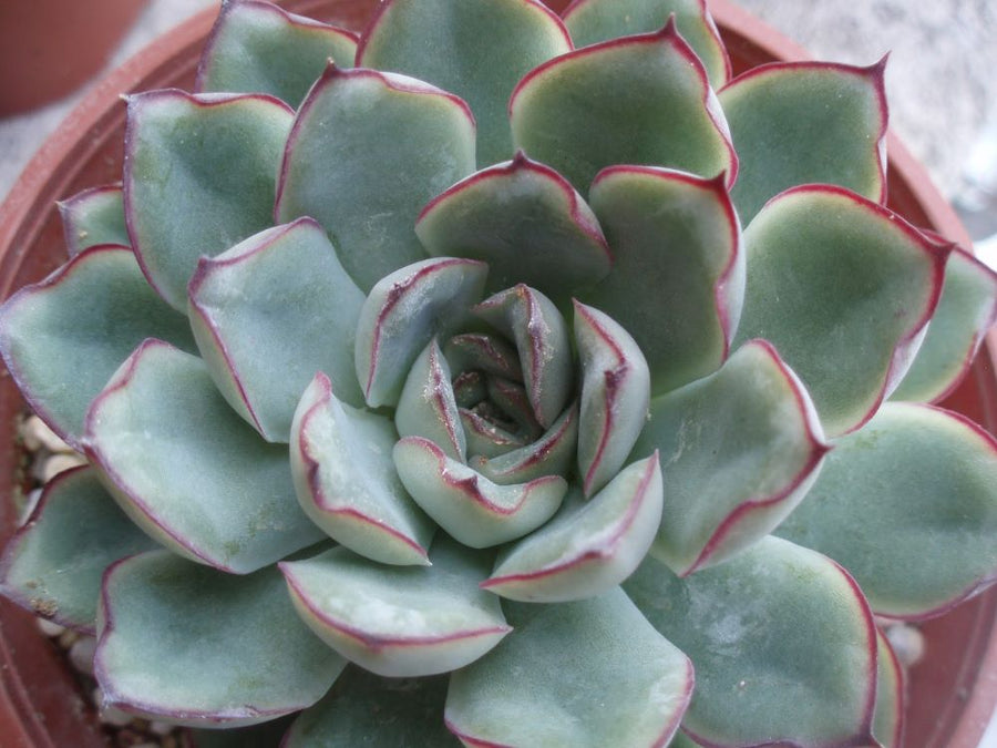 echeveria_pulidonis.jpg
