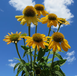 echinacea%20sombrero%20lemon%20yellow[1].jpg