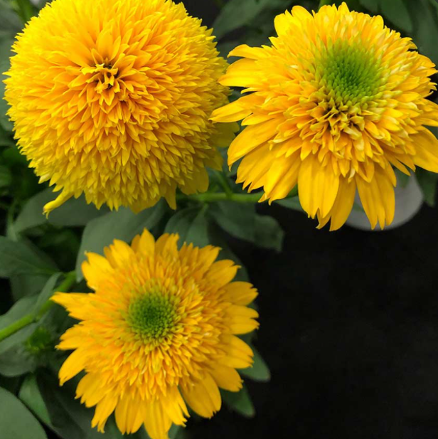 echinacea_cara_mia_.jpg