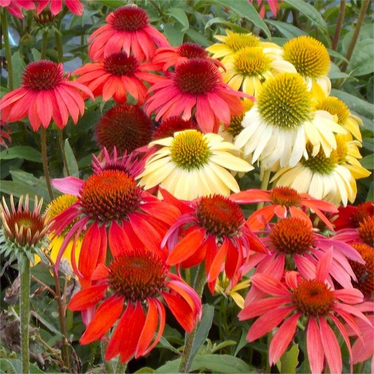 echinacea_cheyenne_spirit[1].jpg