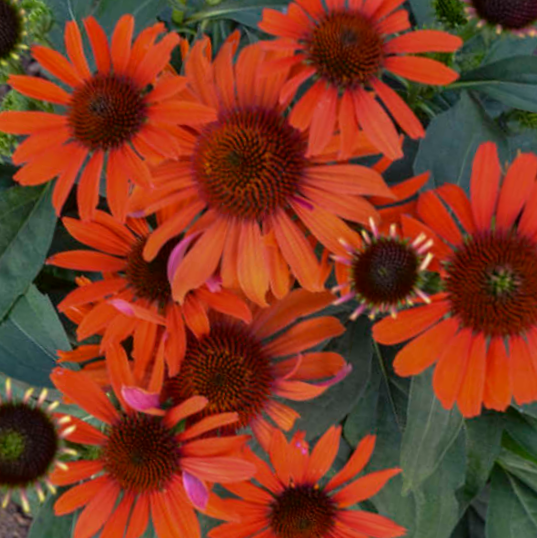 echinacea_eyecatcher_atomic_orange_.jpg