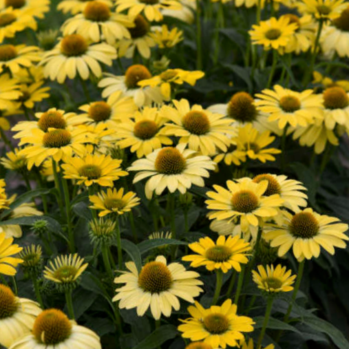 echinacea_eyecatcher_canary_.jpg