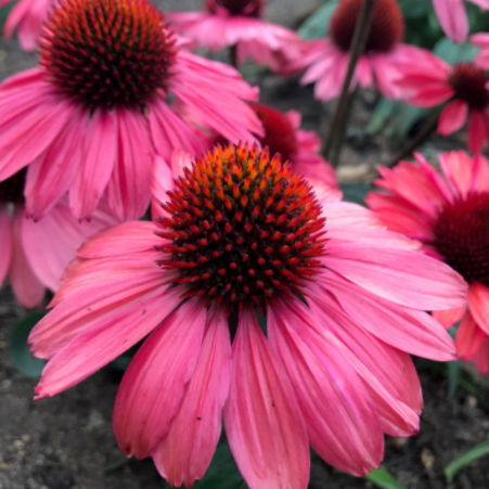 echinacea_eyecatcher_coral_craze_.jpg