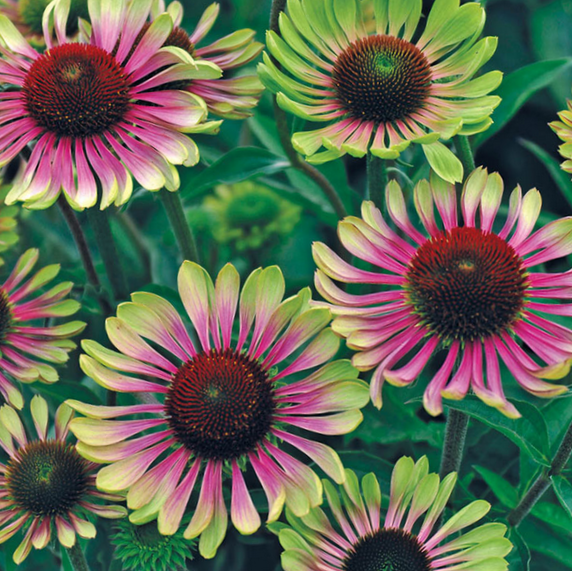 echinacea_green_twister_.jpg