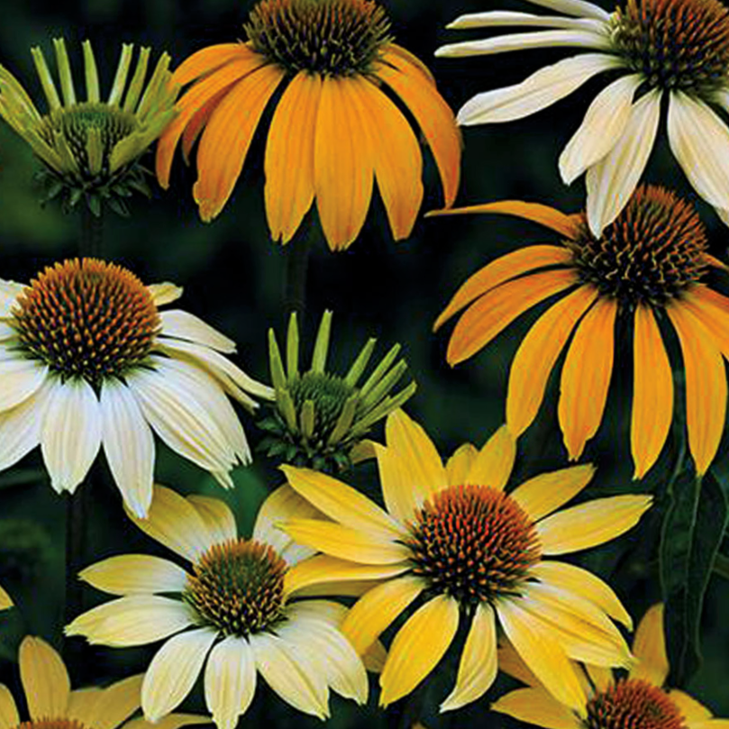 echinacea_mellow_yellows.jpg.png