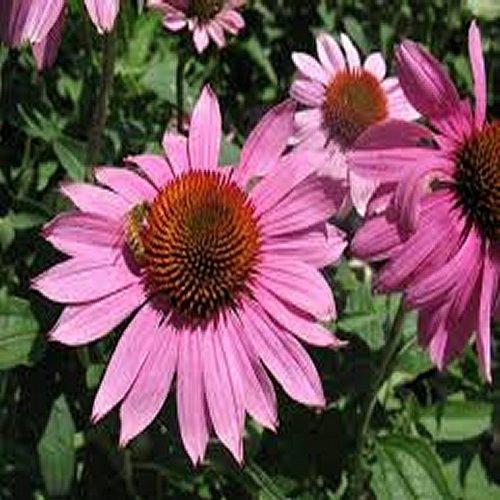 echinacea_prairie_splendor.jpg