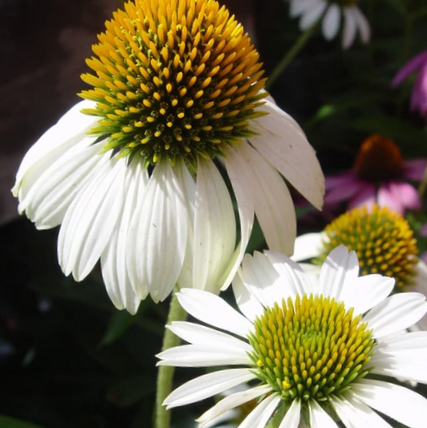 echinacea_pur_happy_star_.jpg