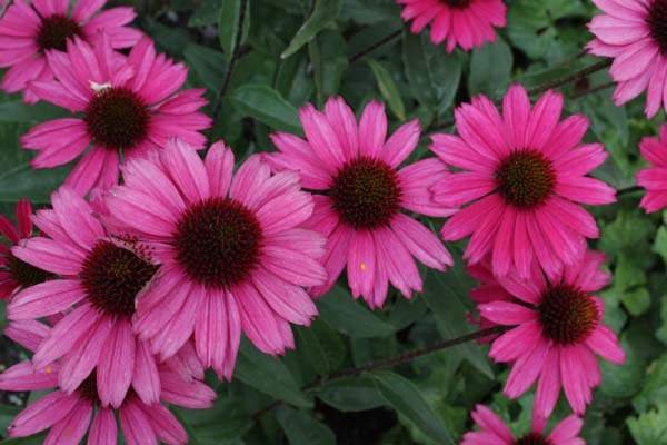 echinacea_sensation_pink[1].jpg