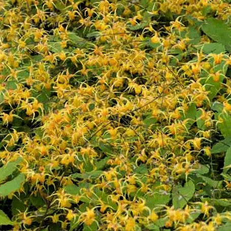 epimedium_amber_queen_.jpg
