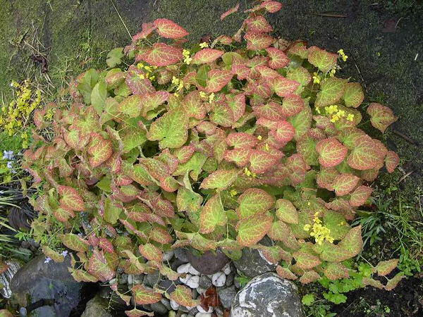 epimedium_frohnleiten.jpg