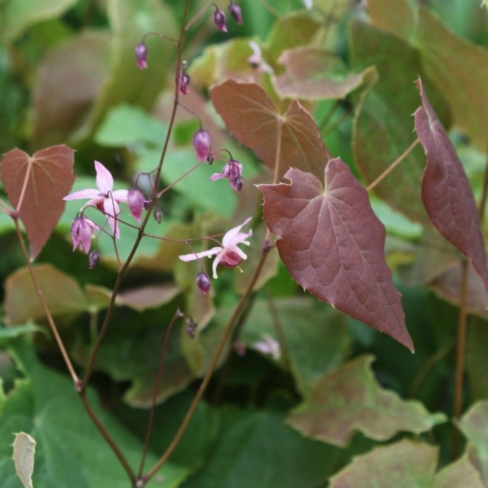 epimedium_pink_elf_.jpg