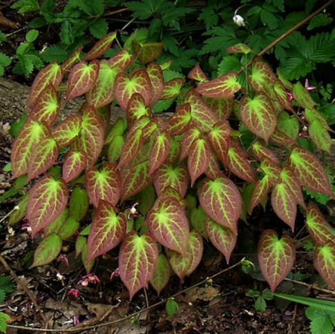 epimedium_rubrum_.jpg
