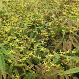 epimedium spine tingler.png