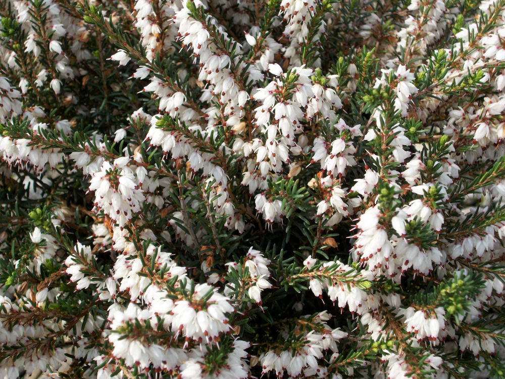 erica med white.jpg