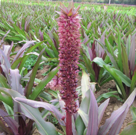 eucomis_coco.png