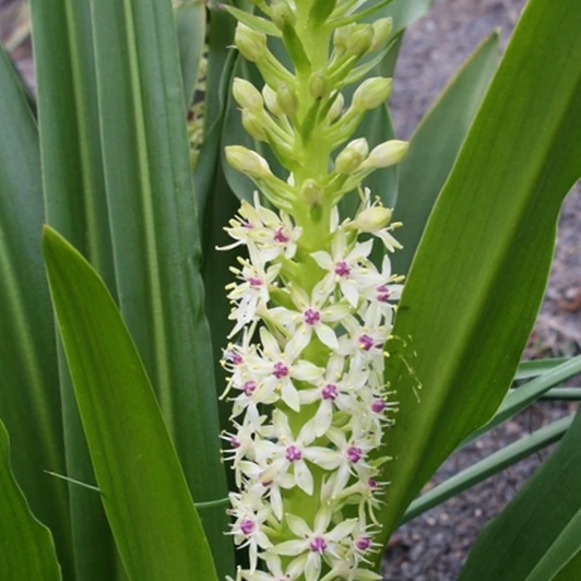 eucomis_meguru_.png