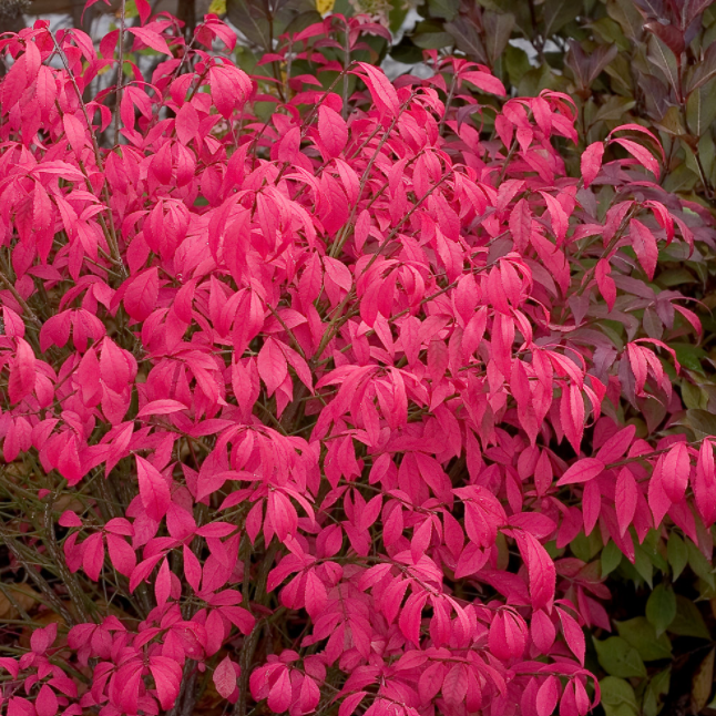 euonymus_alatus_unforgettable_fire_.jpg