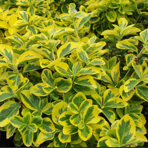 euonymus_emerald_gold.png