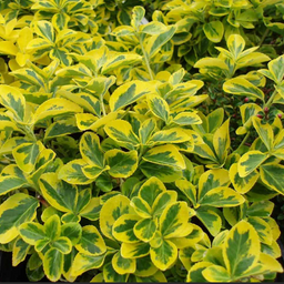 euonymus_emerald_gold.png