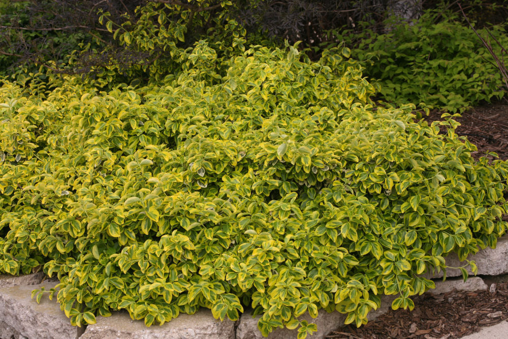 euonymus_f_gold_splash_img_0797.jpg