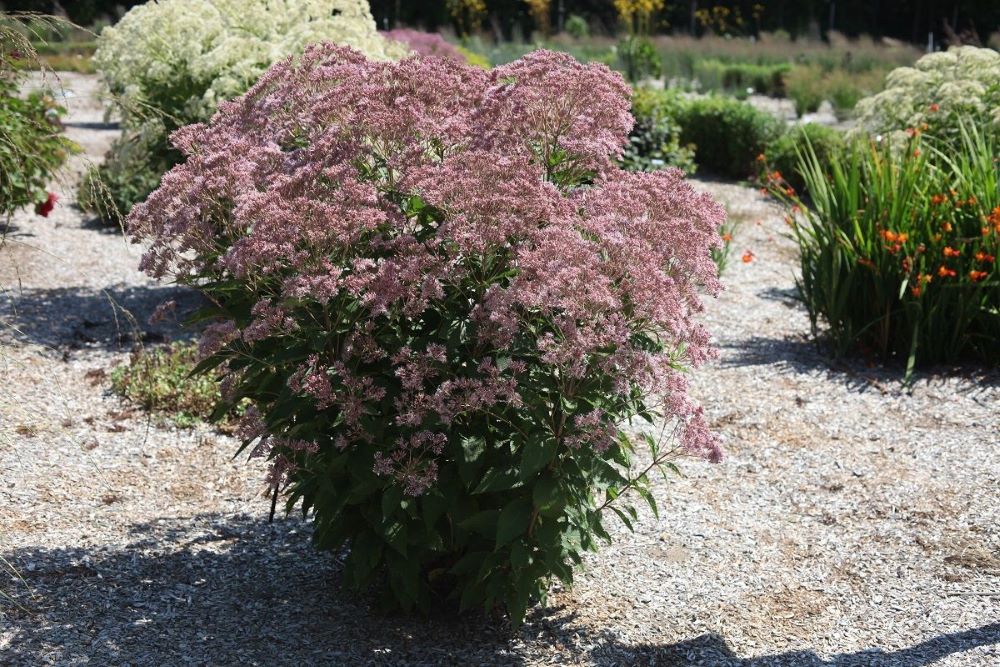 eupatorium-rosie-josie (1).jpg