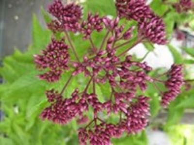 eupatorium_maculatum_red_dwarf.jpg