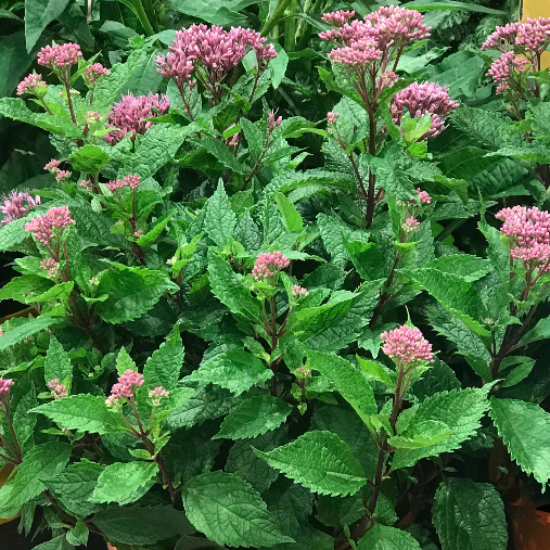 eupatorium_ruby.png