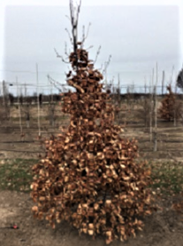 fagus_coppertina_.jpg