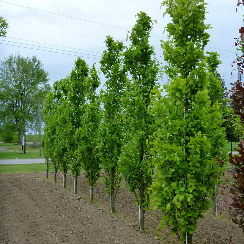 fagus dawyck green.jpg