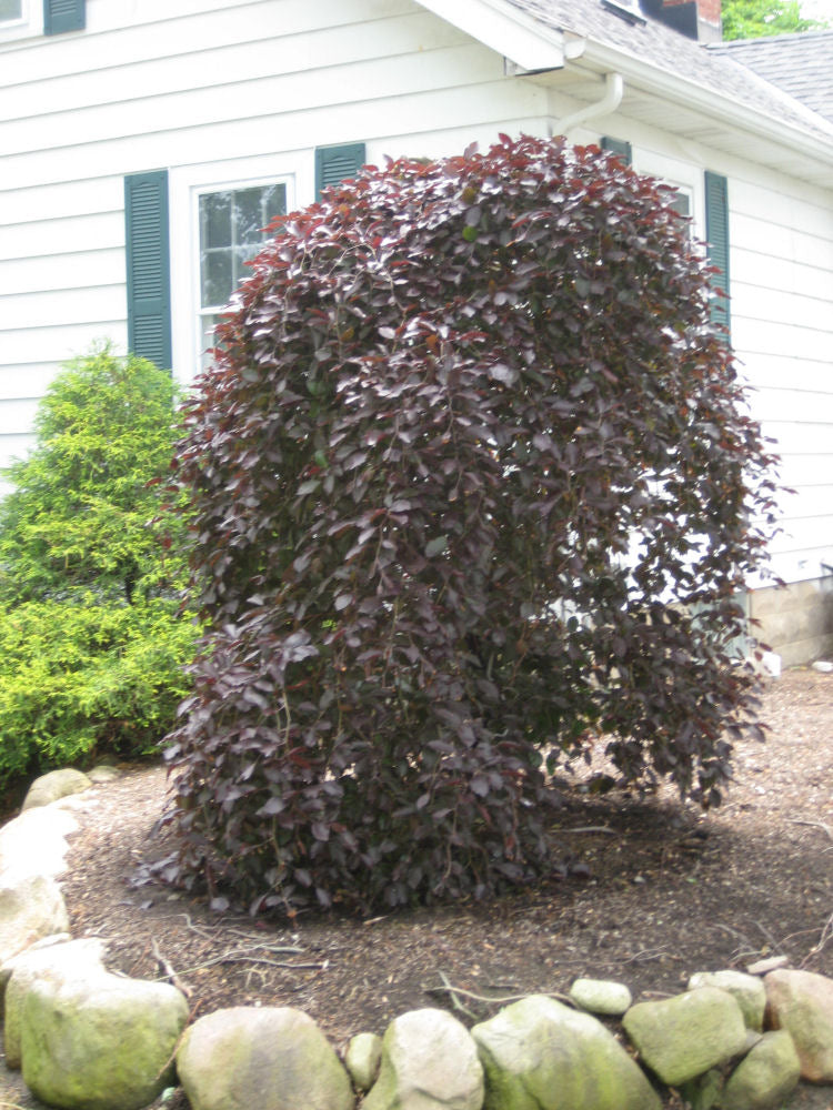 fagus purp pendula landscape.jpg