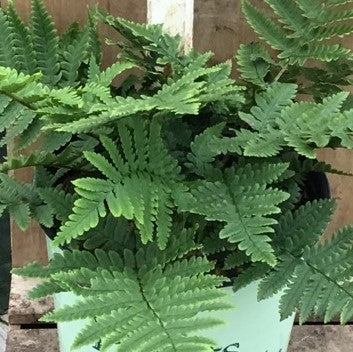 fern-beautiful_wood.jpg
