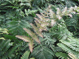 fern autumn brilliance11-6-09 362.jpg