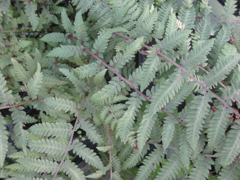 fern burgundy lace 11-6-09 365.jpg