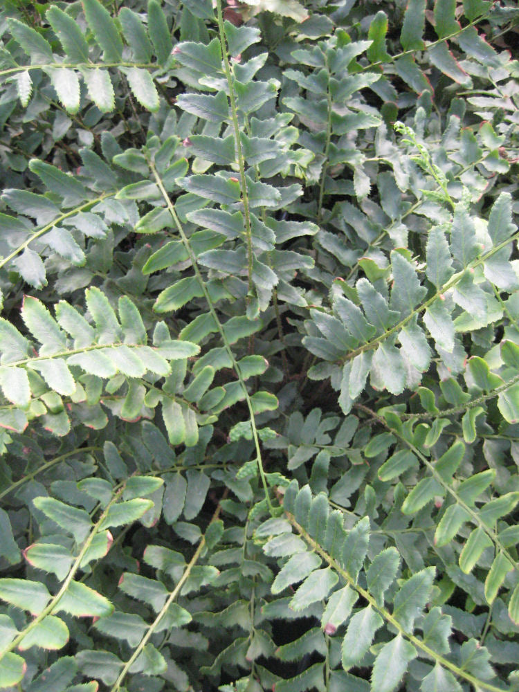fern christmas 11-6-09 360.jpg