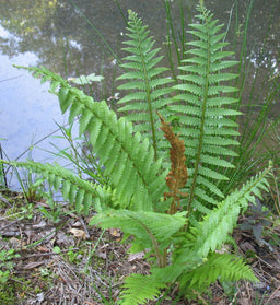 fern_cinnamon_small.jpg