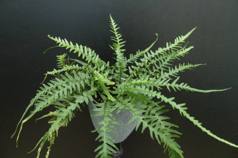 fern_dragontail[1].jpg