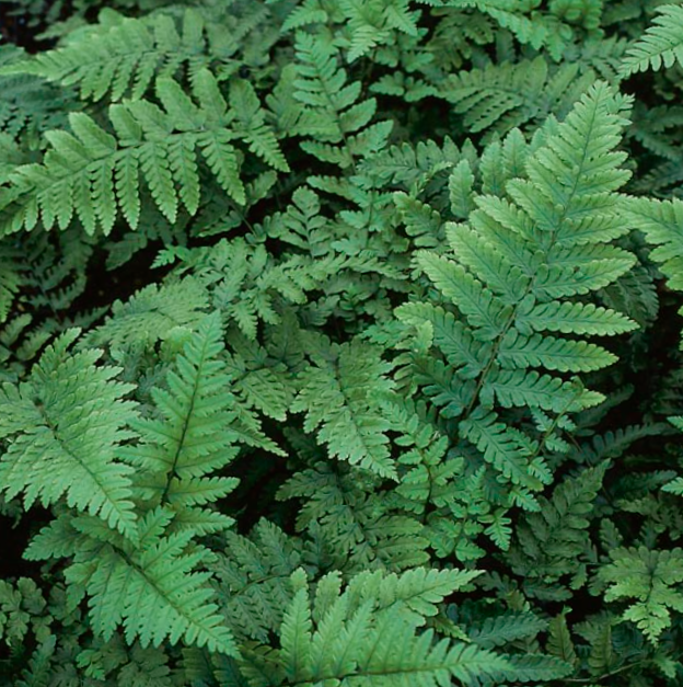fern_easternwood_.jpg