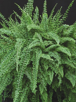 fern_emerald_vase.jpg