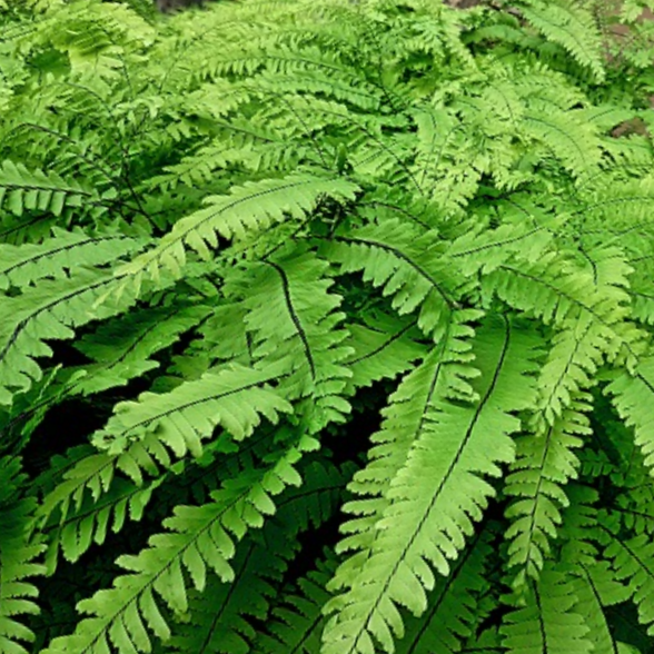 fern_five_finger_maidenhair_.jpg