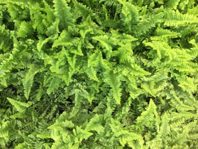 fern_fluffy_ruffles.jpg