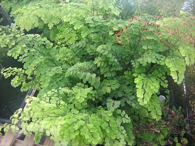 fern_fritz_luthi.jpg